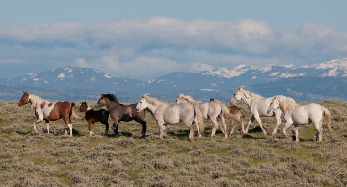 A group of horses running on a grassy field